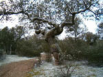 Paseos por el monte y los campos de Castilla y León